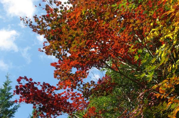 頂上に近づくにつれ、木々が赤や黄色に色付いていました